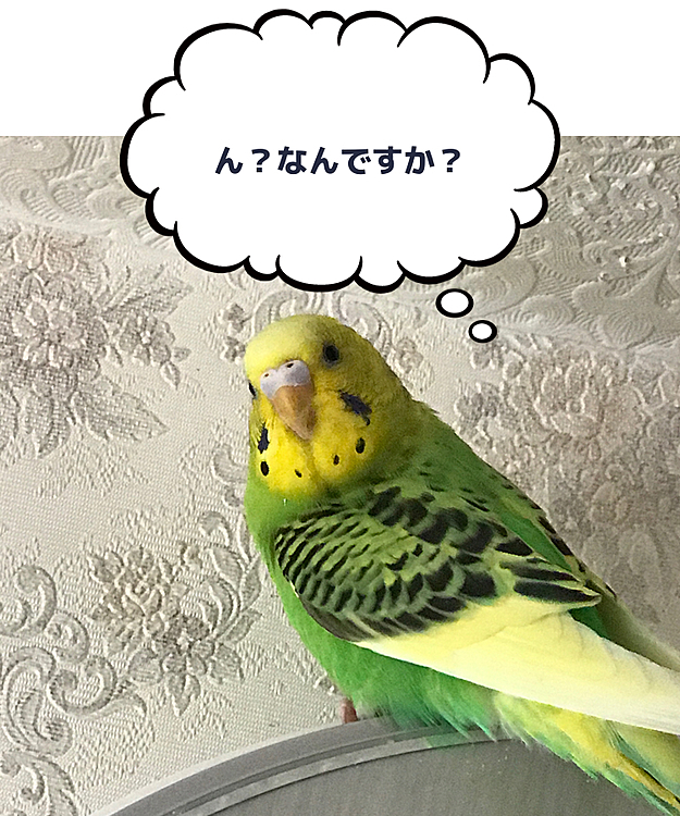 セキセイインコのアースに続いて
この子はセキセイインコのキララン!!
時計にとまっていたので写真撮りました！
(カシャリ✩.*˚)