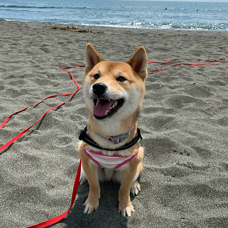 人も少なかったので歩いたり、走ったり、のんびりお散歩しました😊