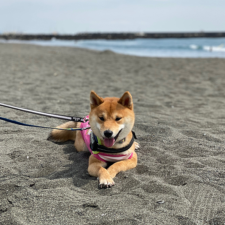 はしゃぎすぎて一休み☺️
お天気も良くて気持ちいいね❣️