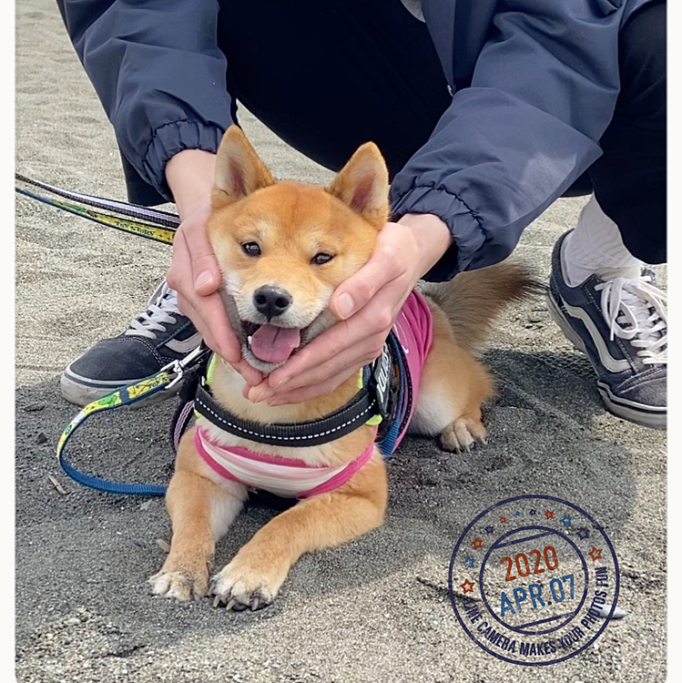 久しぶりの海散歩で楽しそうな櫂でした💕