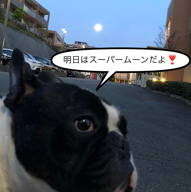 夕散歩から家にと戻る途中でスーパームーン前夜のお月様が綺麗に見えました🌝