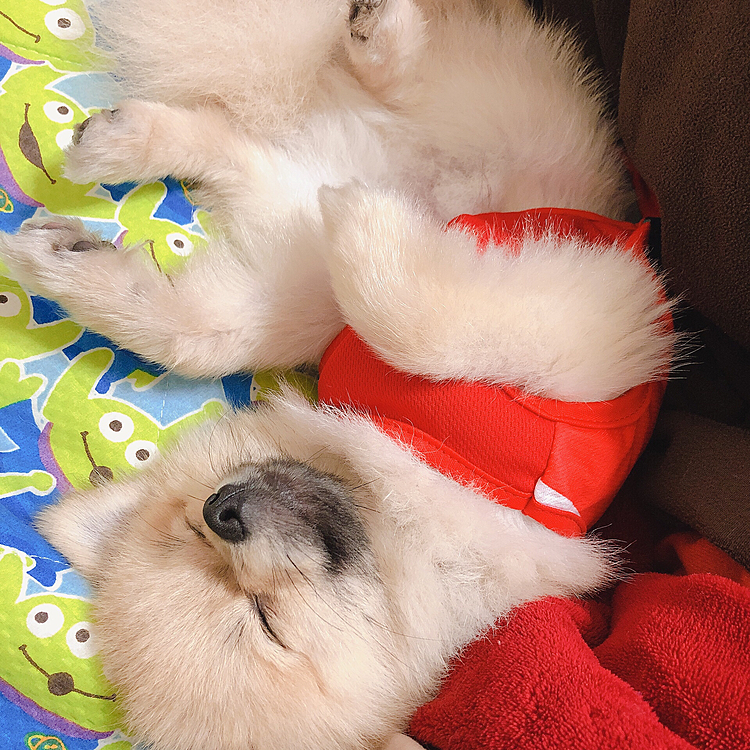 あぁ可愛い❤️❤️
寝てるだけでなんでこんなに可愛いんだろう🥰この子がそばにいてくれて幸せだー💖❀.(*´▽`*)❀.