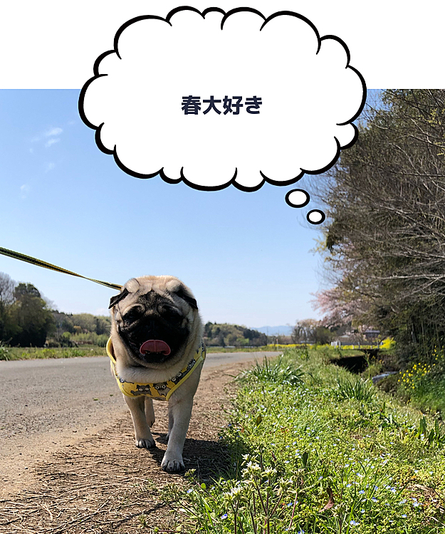 とうちゃん&ママとお散歩。
のどかなししまる地方、人が居ないので『三密』できません😓
早く世界が落ち着きますように🐶