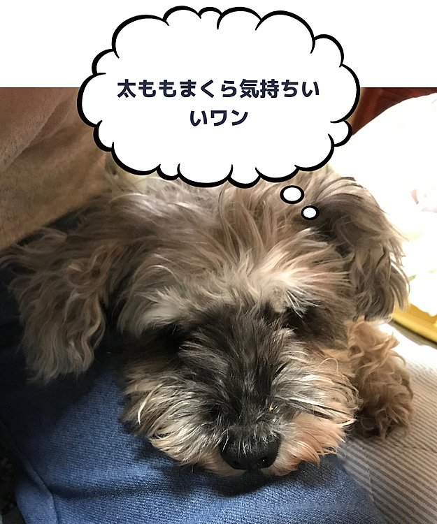 太ももまくらは、私も幸せになります🥰