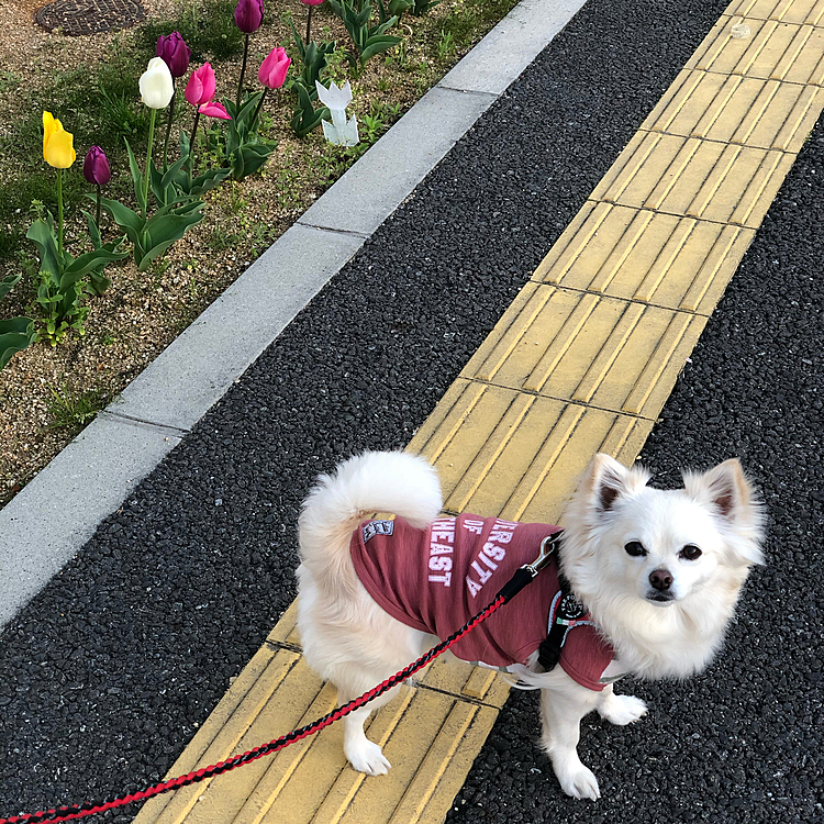 おはようございます😄🐶
朝ん歩に行ってきたよ🐾👣
今日も1日、頑張っていきましょう✨