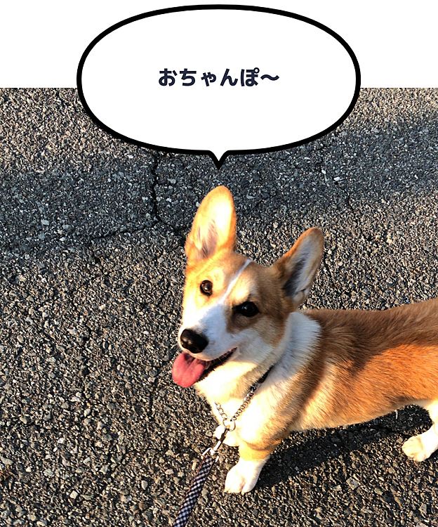 夕陽浴びておちゃんぽ😃
眩しいなぁ😃