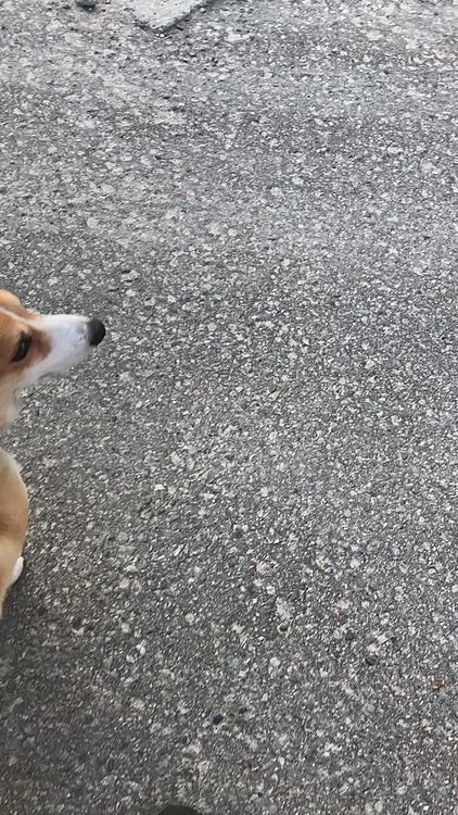 クンクンに余念がありません😃
まあるも世の中の人も、上向いて歩こうね😃
近所のお家も車が多い🌀皆んな自粛してるね💦県外にいる息子夫婦ま心配だけど、帰れとは言わない🌀今住んでるところで、お互い頑張ろうね😃