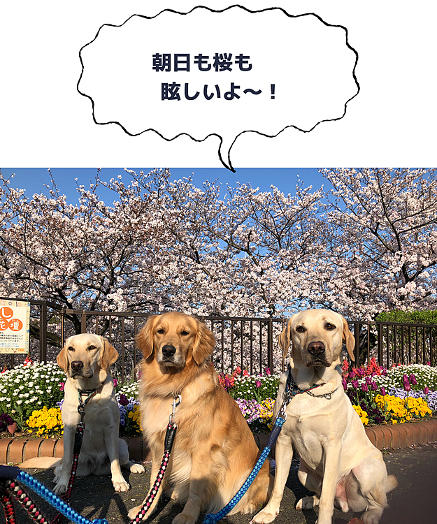 日曜の朝。
桜の綺麗な公園へ、のんびり2時間のお散歩行って来ました🌸🐶🐶🐶🌷

🍀お知らせ🍀
いぬノート 東海支部で、5月3日に予定していた ドッグラン&BBQですが、社会的にこのような状況となりましたので、延期といたします🙇🏻‍♀️
皆さんが安心して過ごせる環境が整いましたら、再度企画いたします。
オーナーさん&わんこ始め、ペット共々健康に留意して、この状況を乗り越えていきましょう‼️