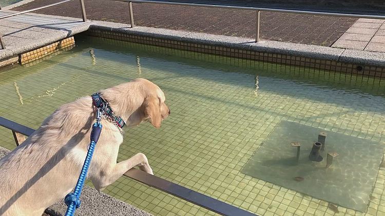 稼働してない噴水の吹き出し口に向かって吠えまくるライト🐶
カレンも隣でそわそわ💦
どうやら、沈んでいるものを助けようとしているようです。…無理なのにね😅
リードを離したら水に飛び込む勢いの🐶🐶でした🤣

あ…アリスは⁉️
そんなふたりの様子を不思議そうに見守ってましたよ🐶👍