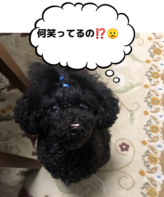 家のどこかに桜の🌸花びら。
美味しいもの🍡と思ってクンクンしたかな？😁