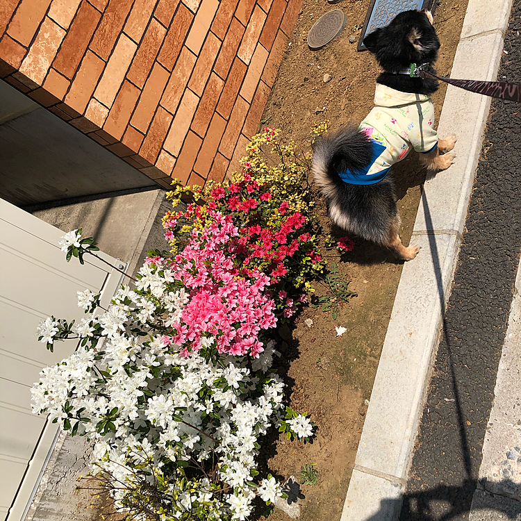 いい天気なので長距離コース🐾🌟

近所の方々は言う通り、不要不急の外出は控えてるようです
少し安心しました！

