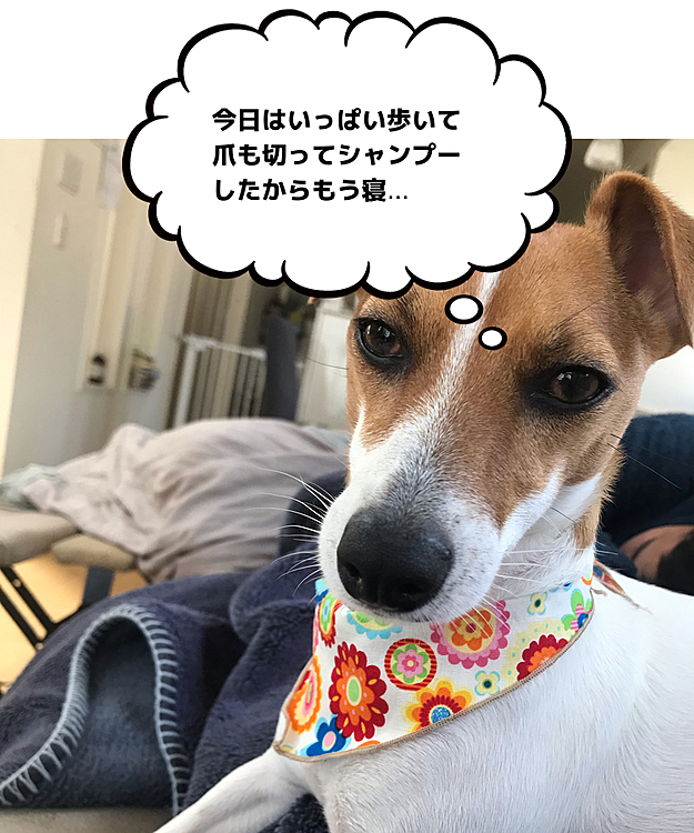 今日はいっぱい歩いて爪切ってシャンプーしたからもう寝ます