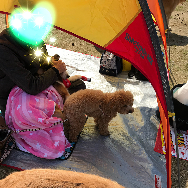 はなさんがオチリをピトッてしてくれて大喜びの旦那😍
ナイトが吠えるといけないから😅
お目々はガードされてました😂
