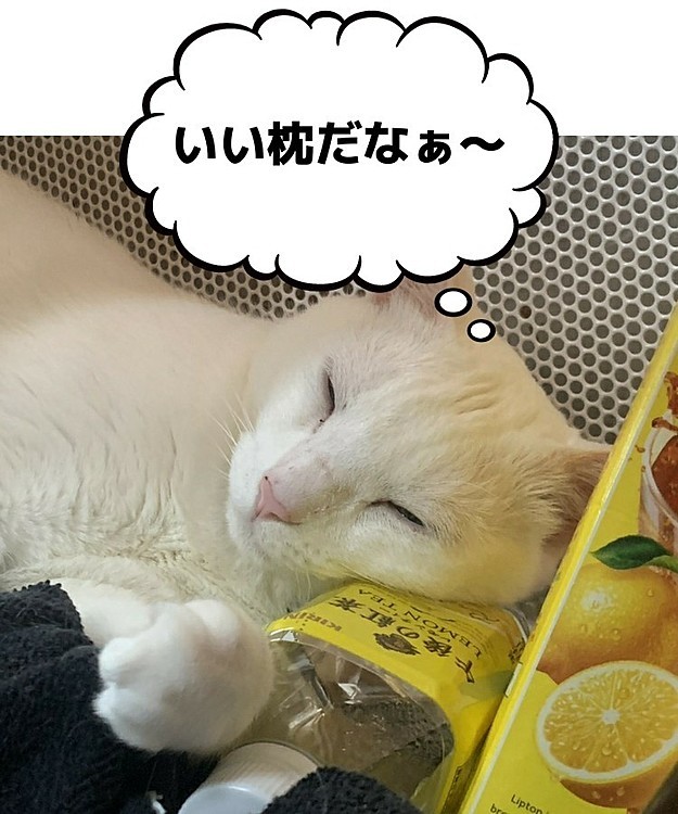 ペットボトルの枕でぐっすり(笑)