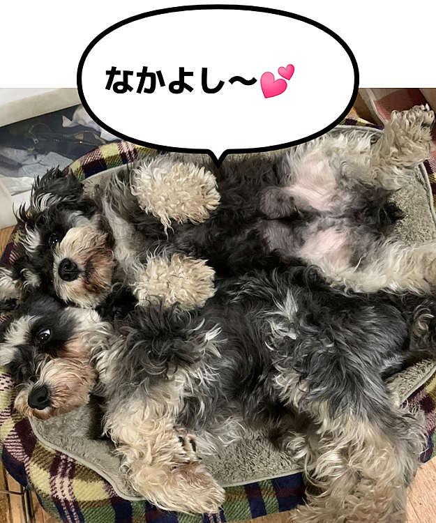 シュナシュナクッション❣️寝心地バツグン👍🐶