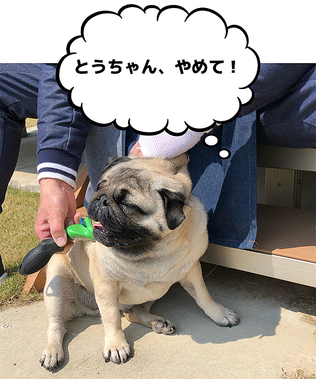 春の陽射しの中、ブラッシングします🌸