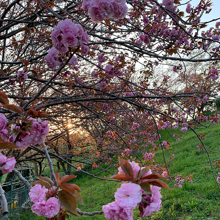 綺麗に咲いてた八重桜〜
実は病院の裏😅