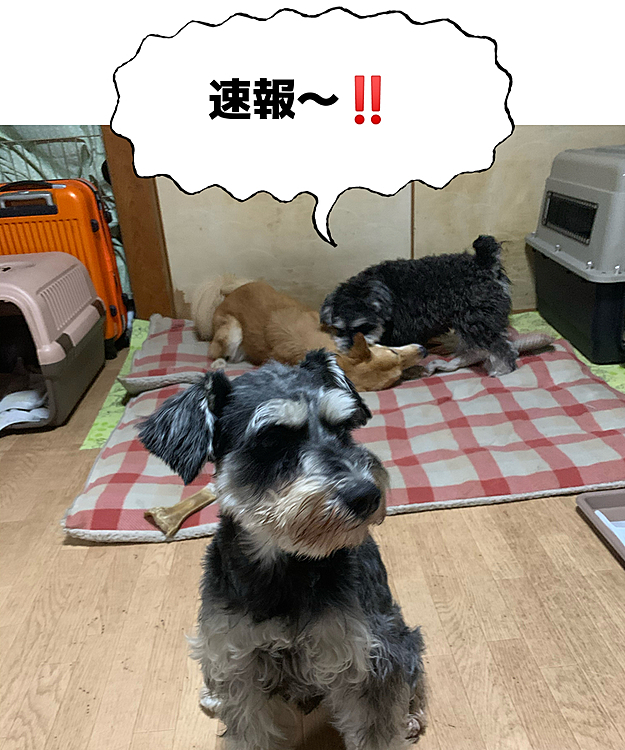 緊急事態宣言発令のため、ソラのホームステイしばらくの間延長に‼️
うちにいた方が安心だよね〜😍ソラ💕💕