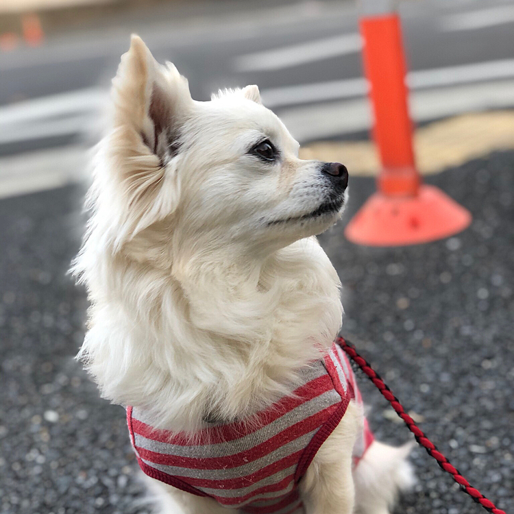 おはようございます😄🐶
カメラ向けたら、まずそっぽ向くよね〜🤣