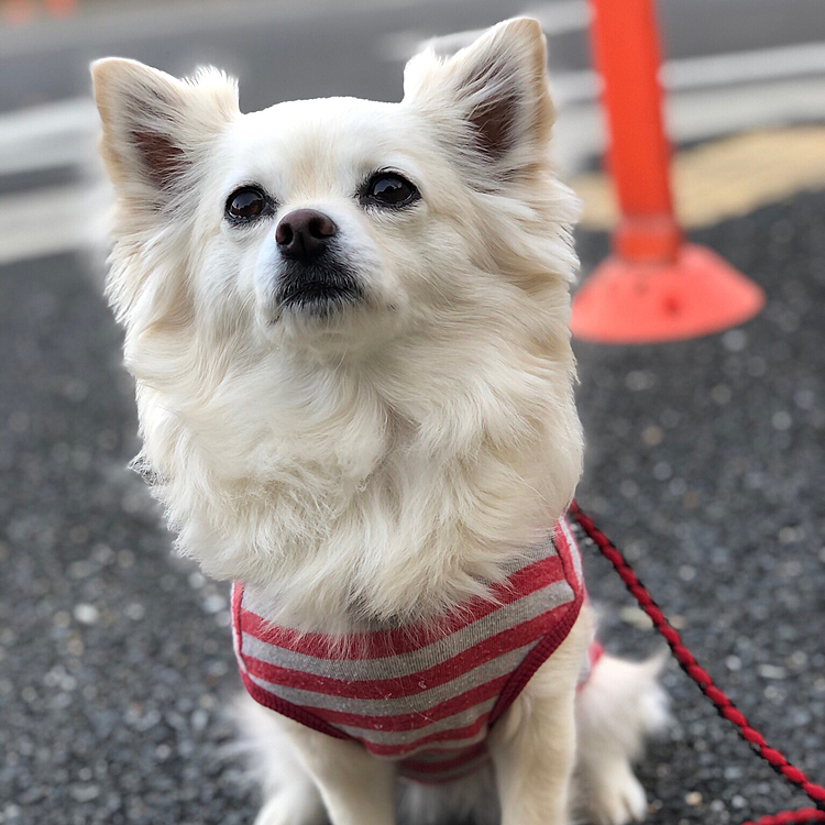 でも‼️
オヤツのパワーには勝てません🤣