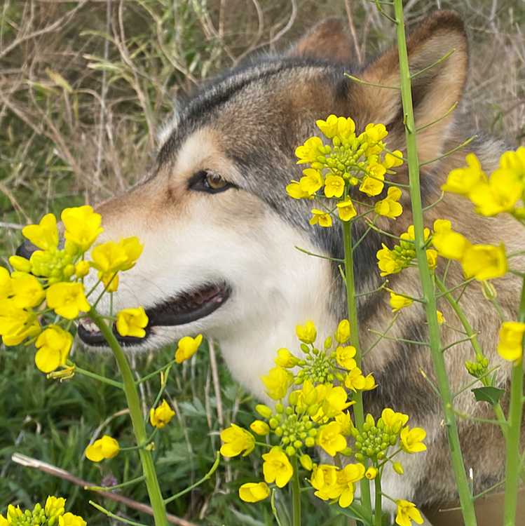 ナナ×菜の花

#wolf #hybridwolf #wolfdog #狼 #狼犬 #nana #husky #labrador #mix #haru #wolfstagram #dogstagram #inustagram #wolflove #ウルフバカ #犬バカ #大型犬のいる暮らし #菜の花