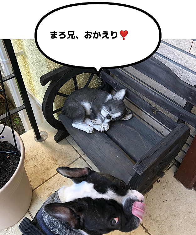 今日もまろに癒しパワーをもらって免疫力を維持します😁