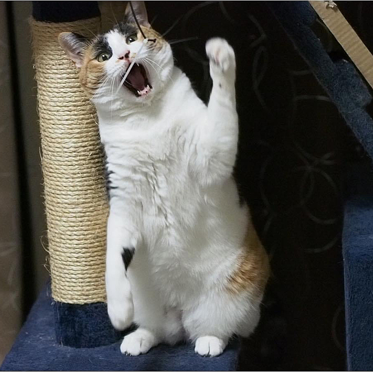 雄叫びにゃ