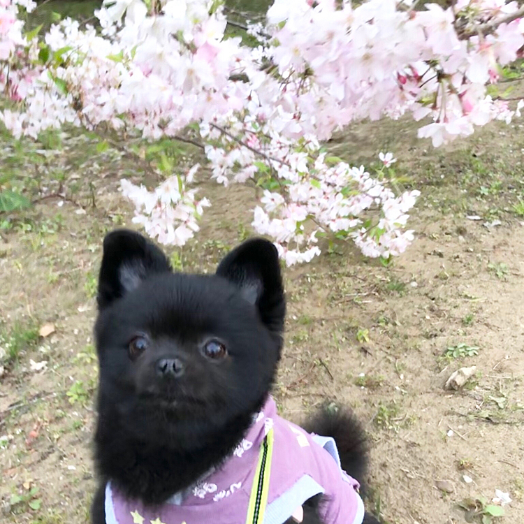 昨日のお散歩にて🌸