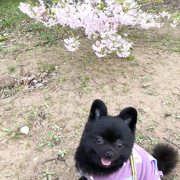 自粛で仕事、移動してない時間増えてるので何かせなあかんと思ってるけど逆に何もやる気起きないです_(:3 」∠)_
積んどくのガンプラでも作ろうかしら
(((・ω・)))ﾎﾟﾜﾜｰﾝ