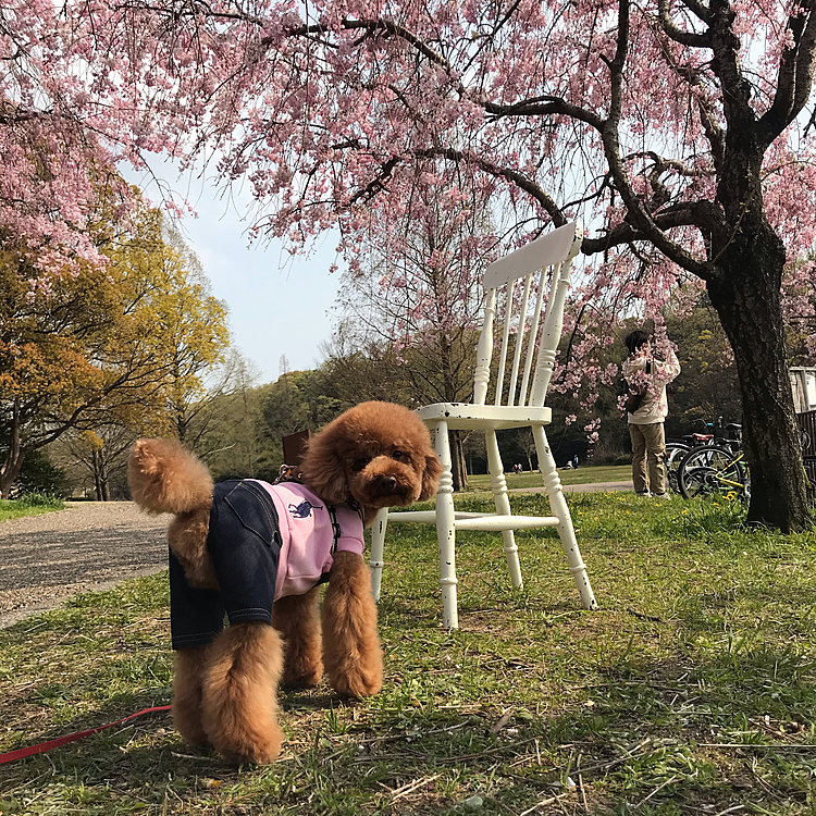 少し移動して池の周りの枝垂れ桜はほぼ満開でした☺️