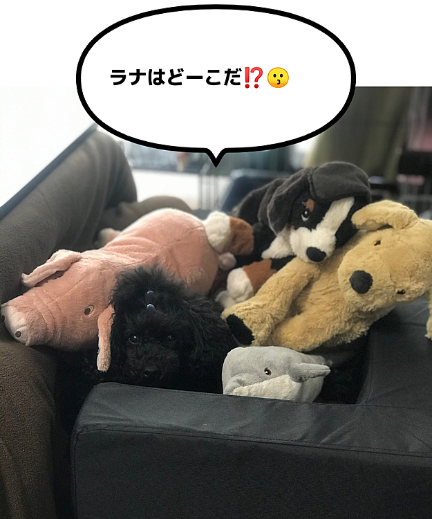 こんばんは🌆

携帯？アプリ？の不具合で2日間もペットじまん開けれず😢
やっと、皆さんの投稿見ることが出来ました❣️
2日間とっても寂しい気持ちになりました😂
