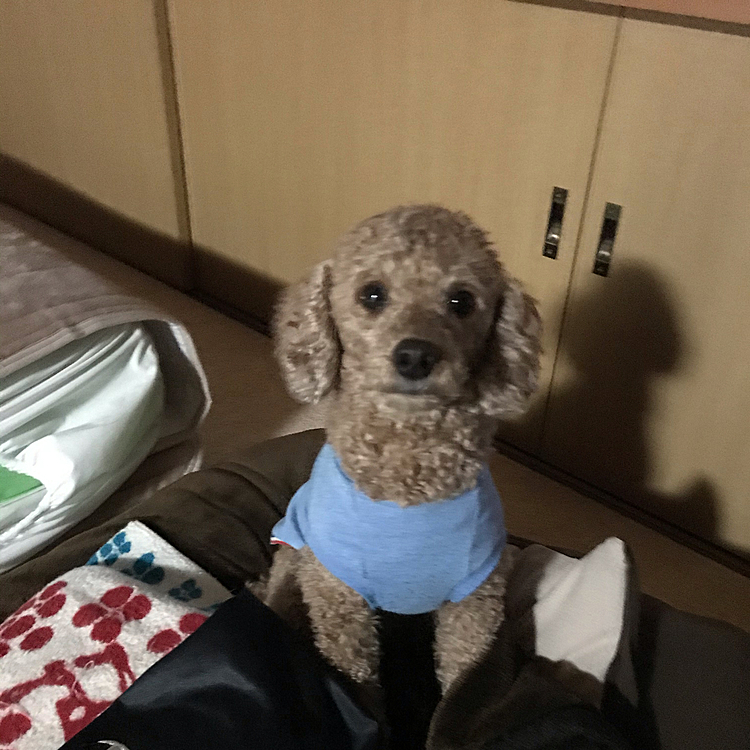 母ちゃんの服ぐしゃぐしゃにしてくれます😅晩ご飯を作ってる間ここで、待ってます😁
アラシ、おいでって言うと、母ちゃんのところにきてペロペロ攻撃。これがしたかったのよね🤣