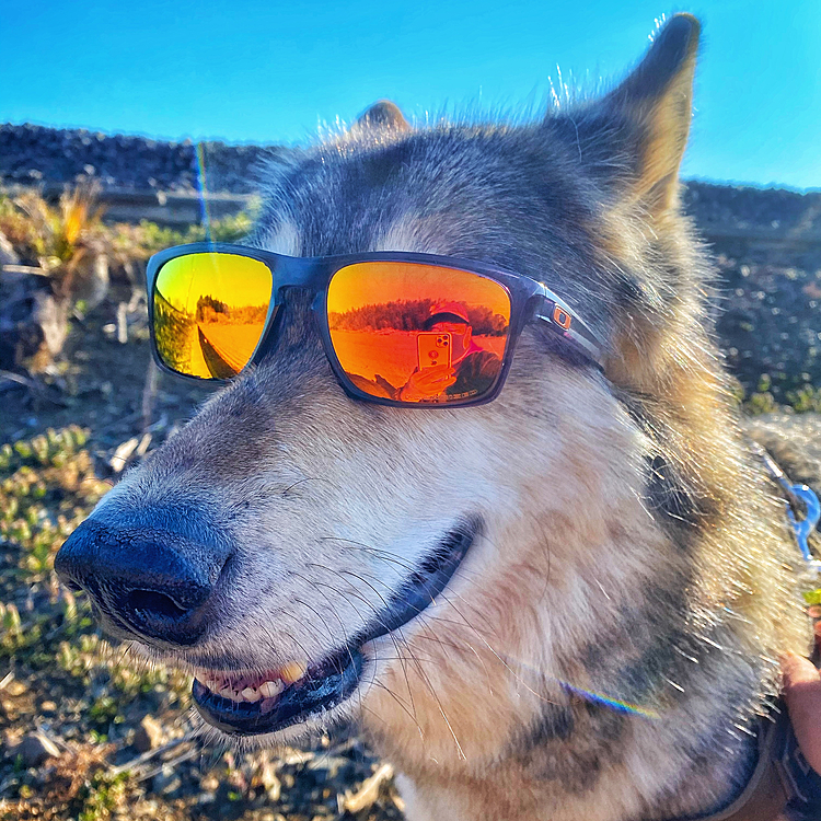 ワタシ、Coooooooooolやろ？

#wolf #hybridwolf #wolfdog #nana #oakley