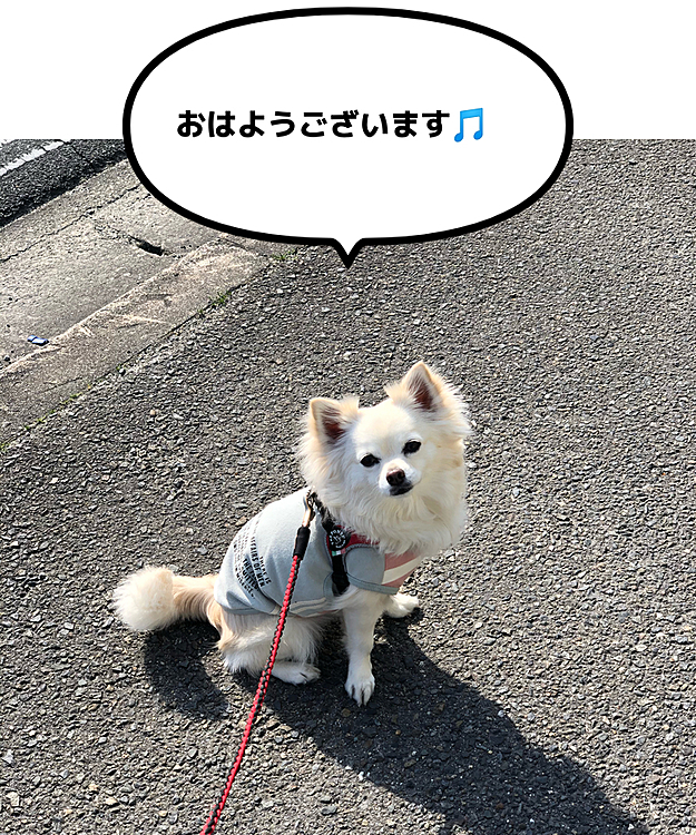 おはようございます😄🐶
小雪地方は快晴です☀️
朝ん歩に行ってきました🐾👣