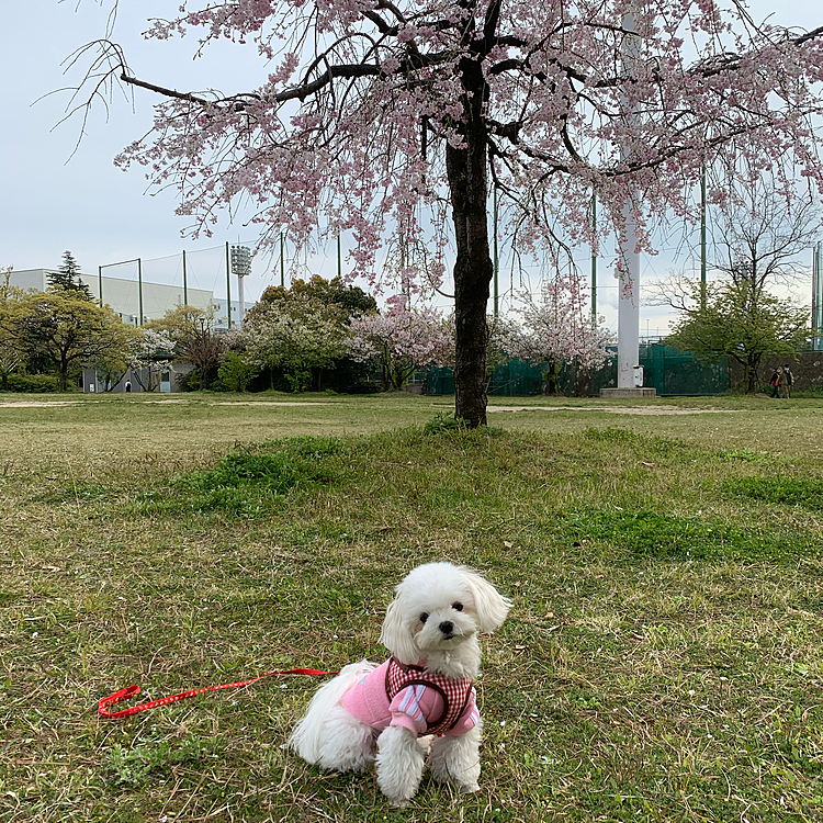 夕方のお散歩行ってきましたー😄
明日は1日雨ということで少し長めのお散歩♪