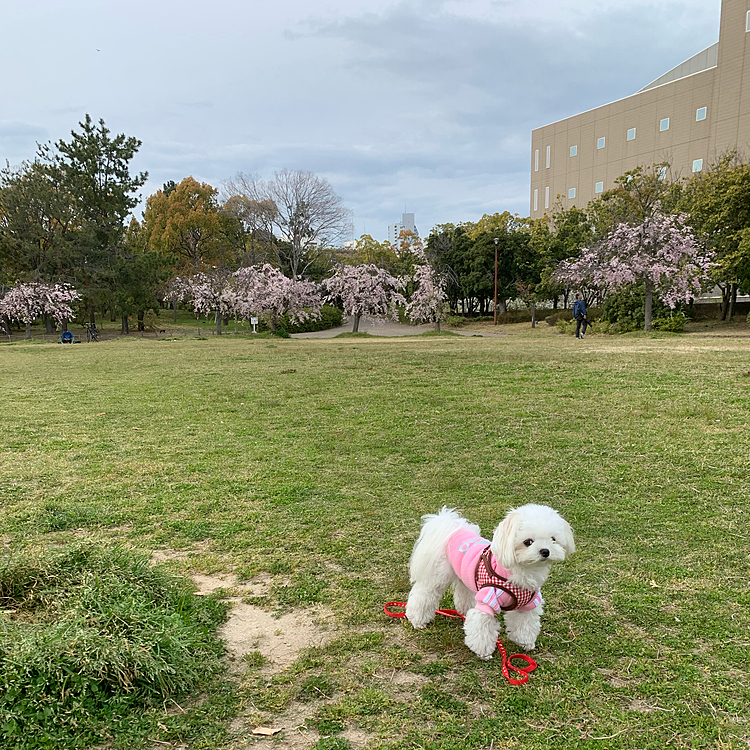 今年の桜は長いような気がする🌸