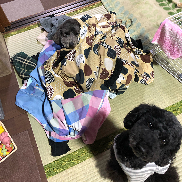 蓮クン、どーこだ🤣笑