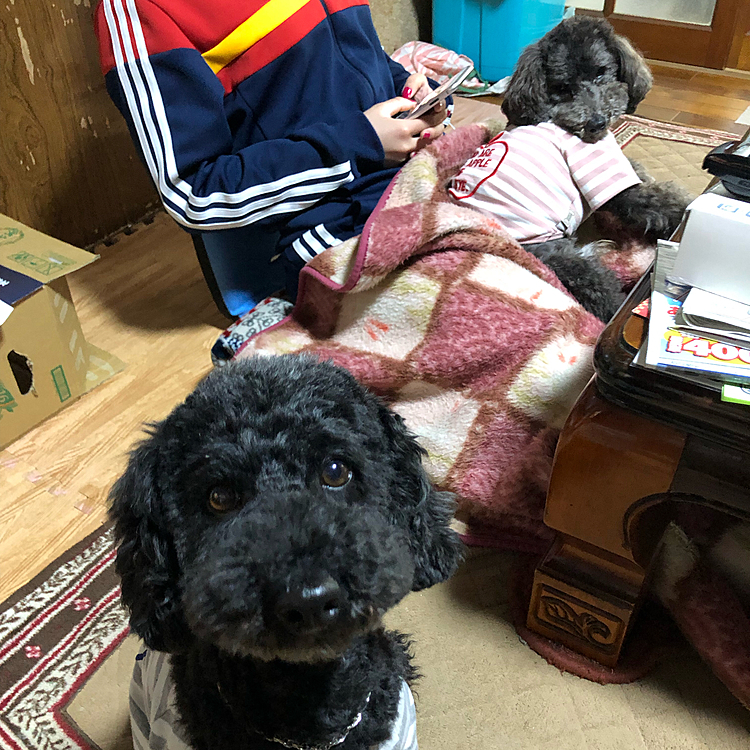 輝クン、いつもカメラ目線ありがとーーーー🤣
毎日ちぃ姉チャン暇人だけど、家にいて良かったね😊