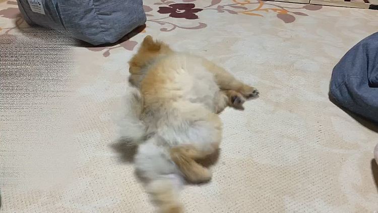 めっちゃジタバタしてる😅
トリートメントスプレー、そんなに嫌な匂いじゃないけど、ルルちゃんには嫌なのかなぁ😅