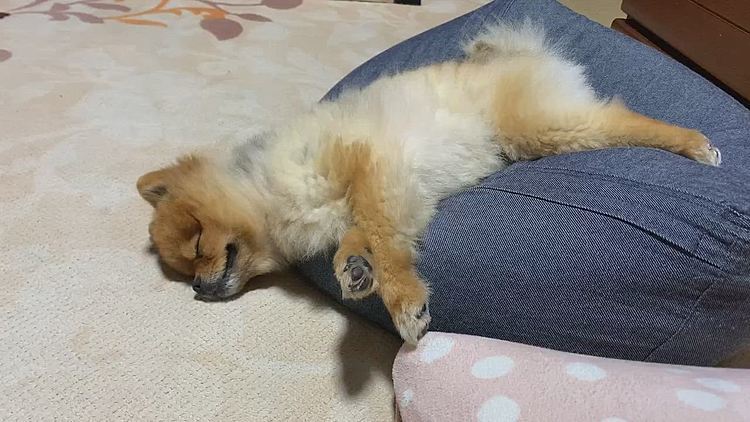 ジタバタしすぎて、疲れ果てたルルちゃん🤣