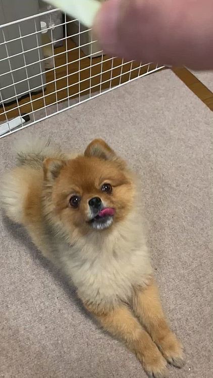 夕飯の支度中、キャベツ切ってたら刺すような視線を感じ、振り返ったらルルちゃんがいました🤣

少しだけあげるね❤️