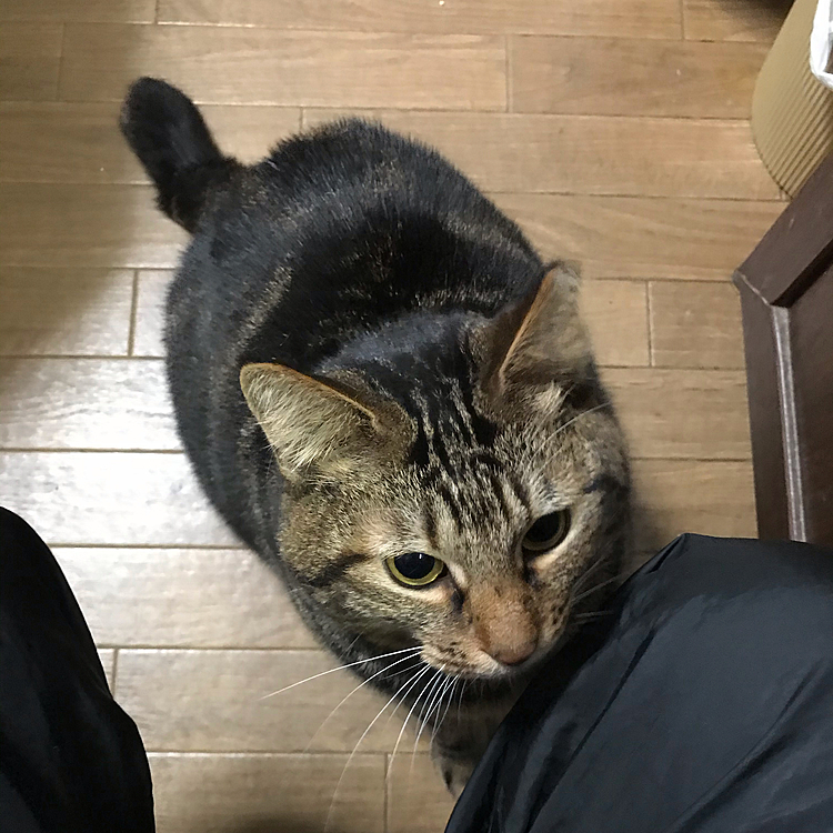 2020/03/08
ご飯の催促でべったりくっついて来るようになったひーちゃん♪
引越しの準備も始まり、うちの中もバタバタしてきました(^-^)