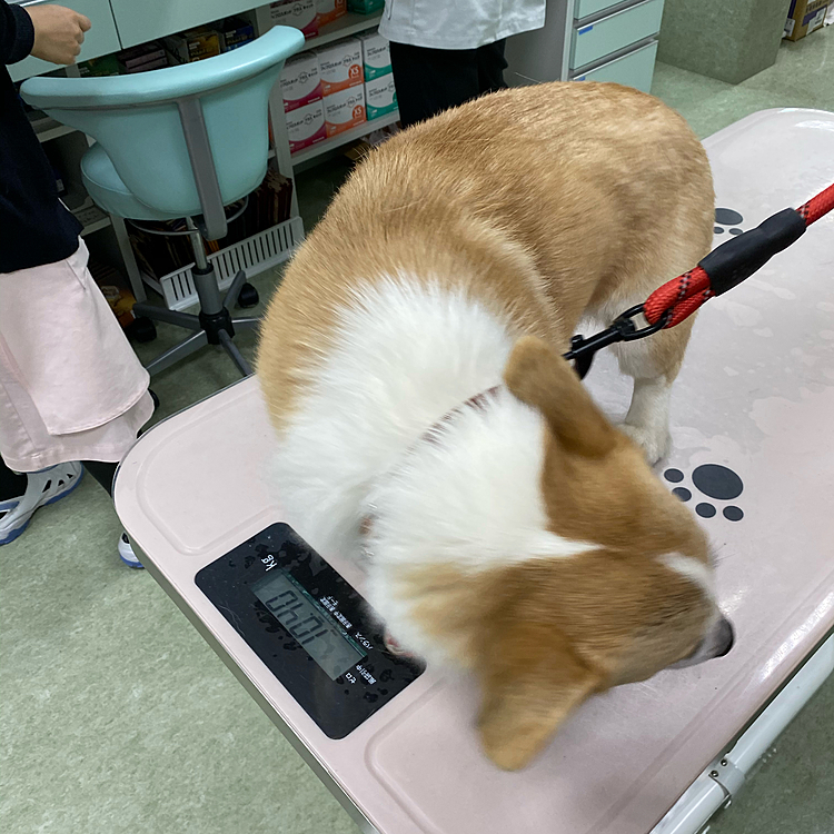 先日パパママが休みだったから病院に行って来て体重計に乗ったよ〜‼️
その後パパの用事で高速のサービスエリアで騙し絵の前で写真撮影したよ