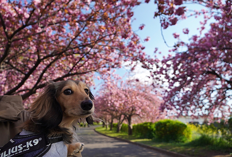 2020/4/11(土)
早起きして人が少ない時間に
近場の公園にお散歩に行ってきました。
公園の桜🌸もソメイヨシノから八重桜に変わってきました。
白い八重桜もキレイです❣️