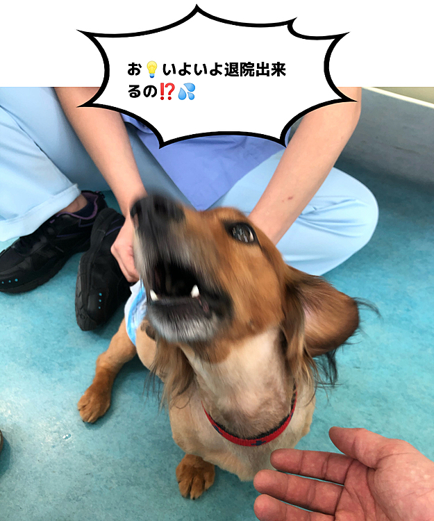 いよいよ明日💡ココ太郎🐶退院予定日です😆👍
先週の土曜の様な突然の背中に水が…とかその背中の水を抜く管が取れてて傷口からバイ菌…みたいな事が無ければなんですが😅
ココ太郎も胴を長く…じゃなく首を長くして待ってた事でしょう💦御主人様達も一緒だよ😭😭😭
早くお家に帰ろうね👍👍👍