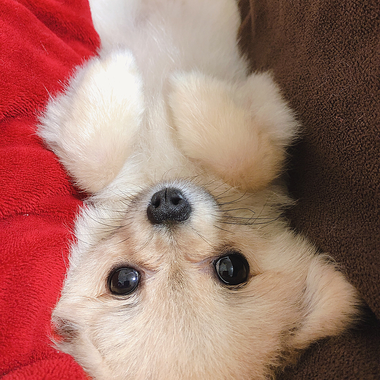 お膝の上でゴロゴロみてくる❤️❤️❤️
なにこの手❤️🥰笑