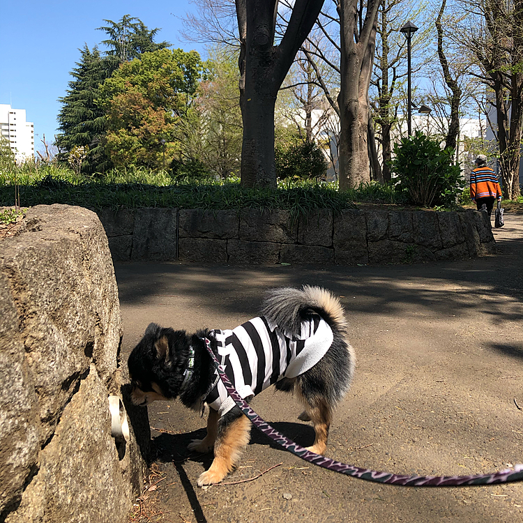 眠い目をこすって、朝からお散歩🐾

日曜日だからかここ数日の中では
1番人が多く感じました💡

ジョギングなどの軽い運動、ペットのお散歩
は海外でも許可されてますよね🙆🏼‍♀️

当たり前ですが公園内はそういった人しかいなかったです☺︎
おともだち🐾も沢山会ってとらくんウキウキ🐯🌟
