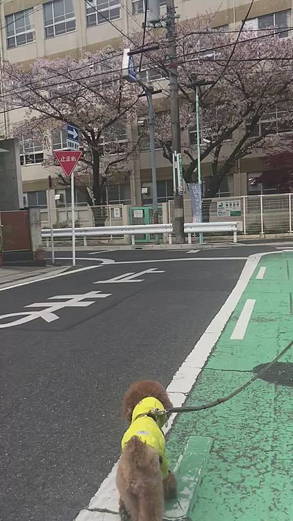 今日は午後から雨予報なので、朝散歩に行きました🐾
小学校の桜もほぼ終わりですね🌸