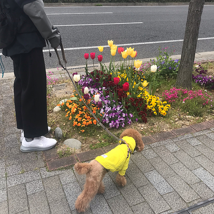 パンジーやチューリップも咲いて綺麗ですが、やはり街は閑散とした感じですね🌷