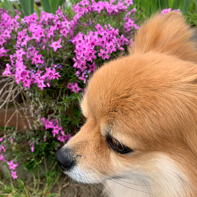 朝の散歩😊
雨がまだ降る前だったので、1時間ほど行ってきました😃
今日はなんだか甘えて、散歩中も抱っこご希望でした💦
たまにあるんですけど、具合でも悪いのかな？
食欲はいつもと変わらず😆